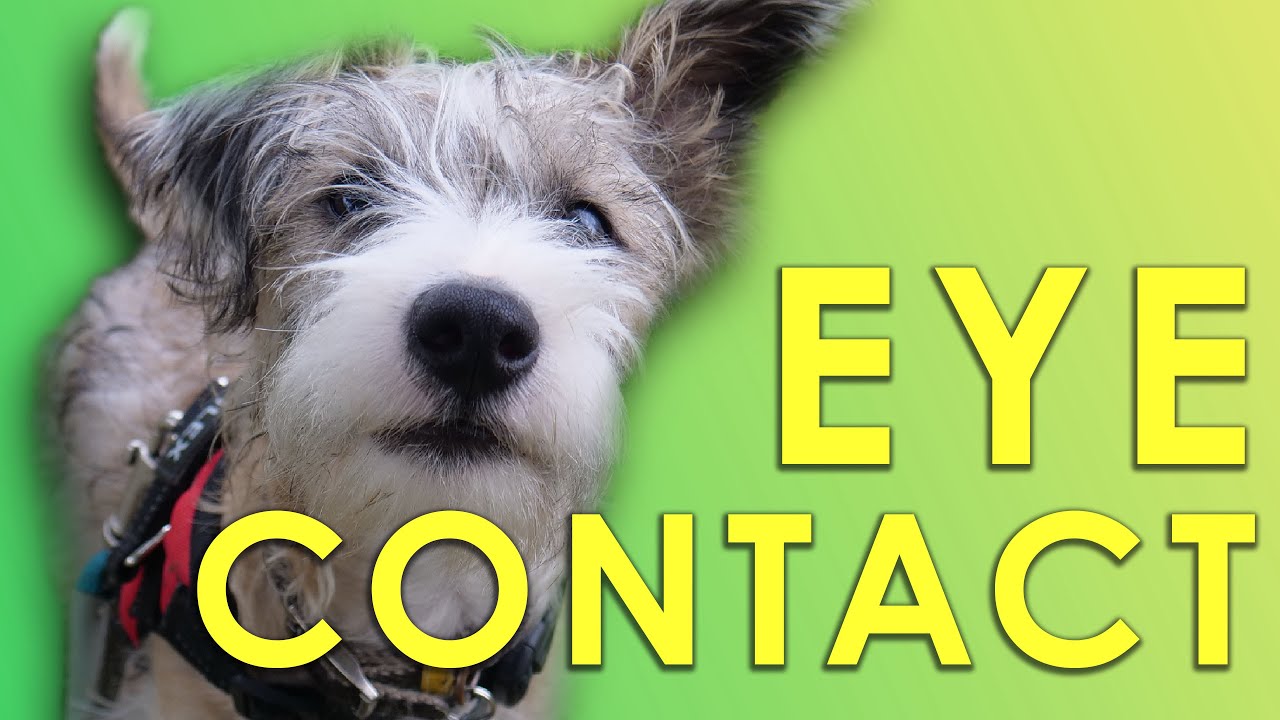 How To Train Your Dog To Make Eye Contact | Training Tips | RL Dog Training