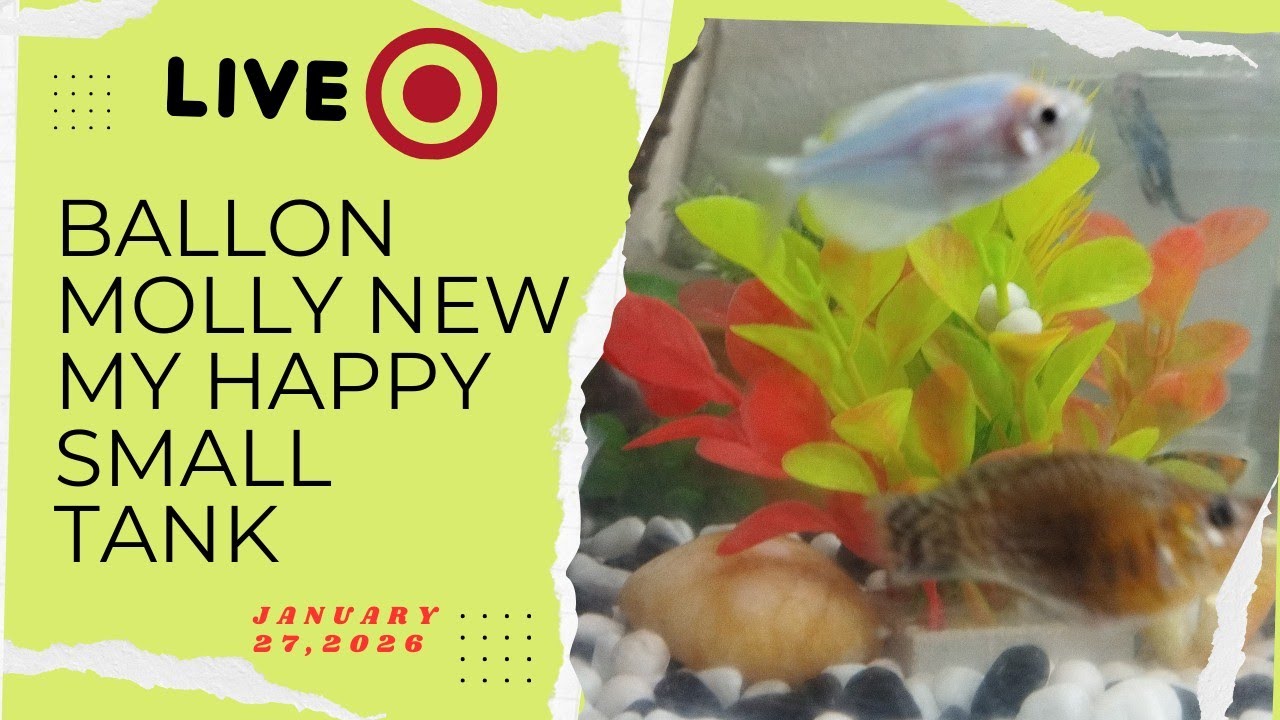 Ideas Ko Tv Live 118 Ballon molly new in my happy small tank January 27,2026 #live2026  #mollyfish 