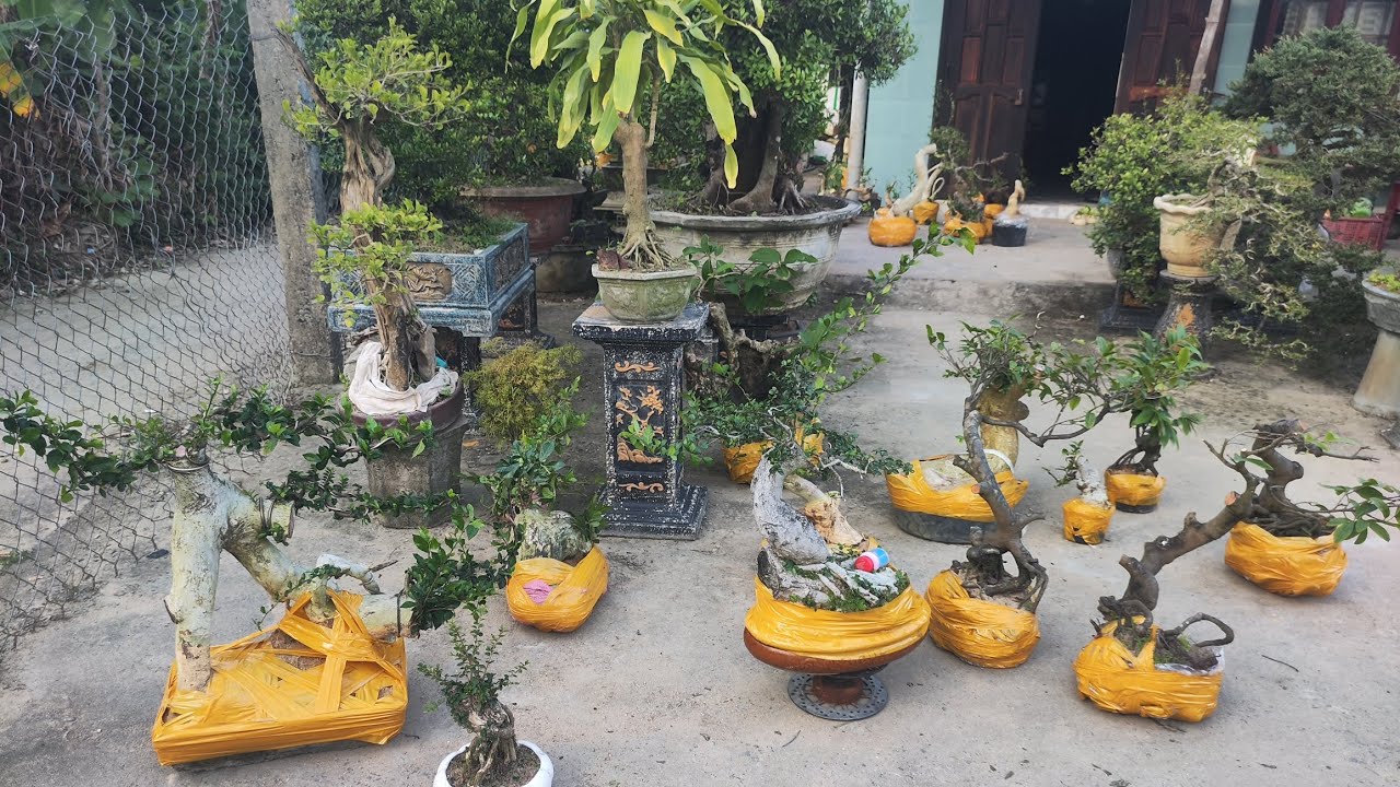 Chiều 11.3 .0359540980 gl cây cảnh các loại giá rẻ bao ship toàn quốc 