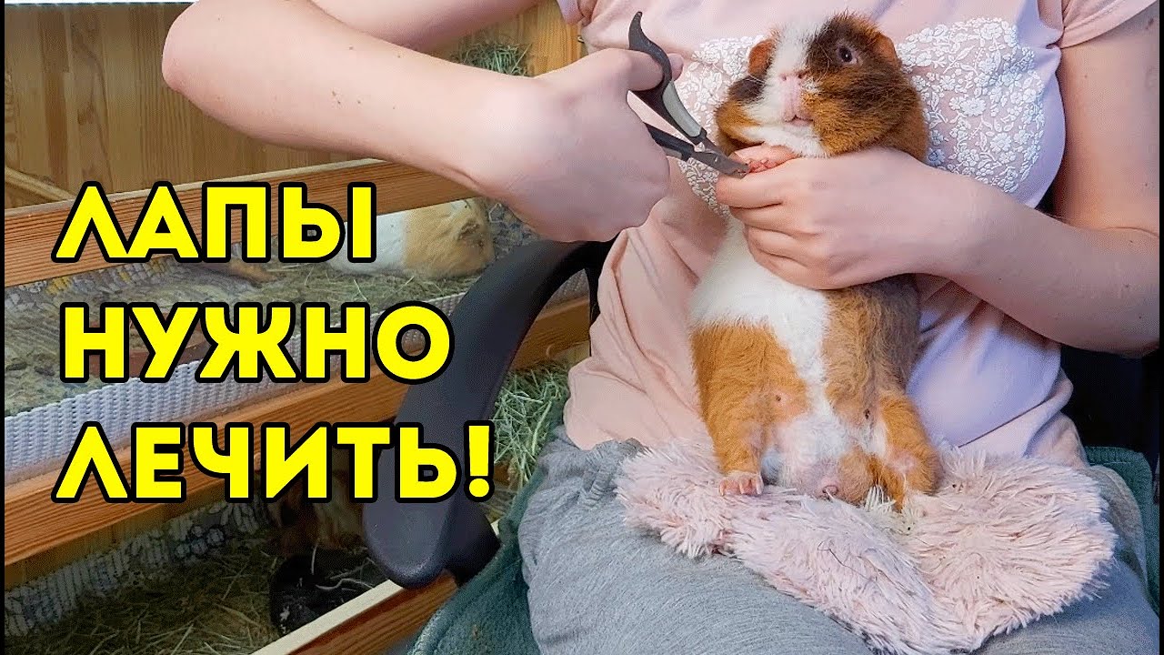 СЛУЧИЛАСЬ НЕПРИЯТНОСТЬ. ОТСТРИГЛА ЛИШНЕЕ. Уход ЗА ЛАПАМИ МОРСКИХ СВИНОК, СТРИЖКА КОГТЕЙ SvinkiShow