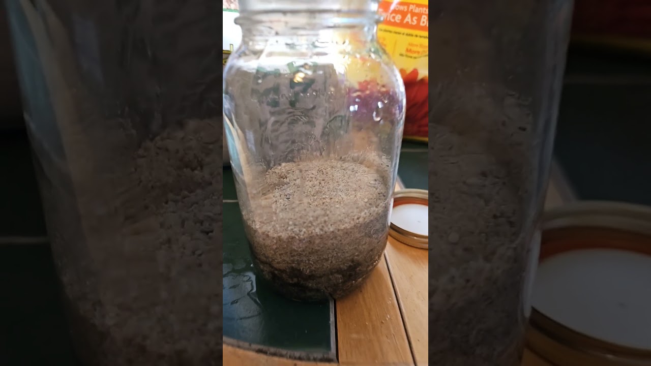 Micro Aqauscape in a jar #art #music #water #fish #diy #nature #relaxing #song #plants