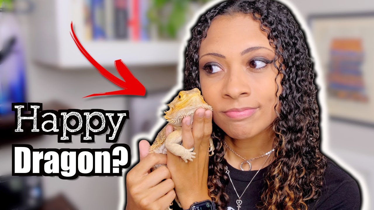 Bearded Dragon Enrichment Ideas