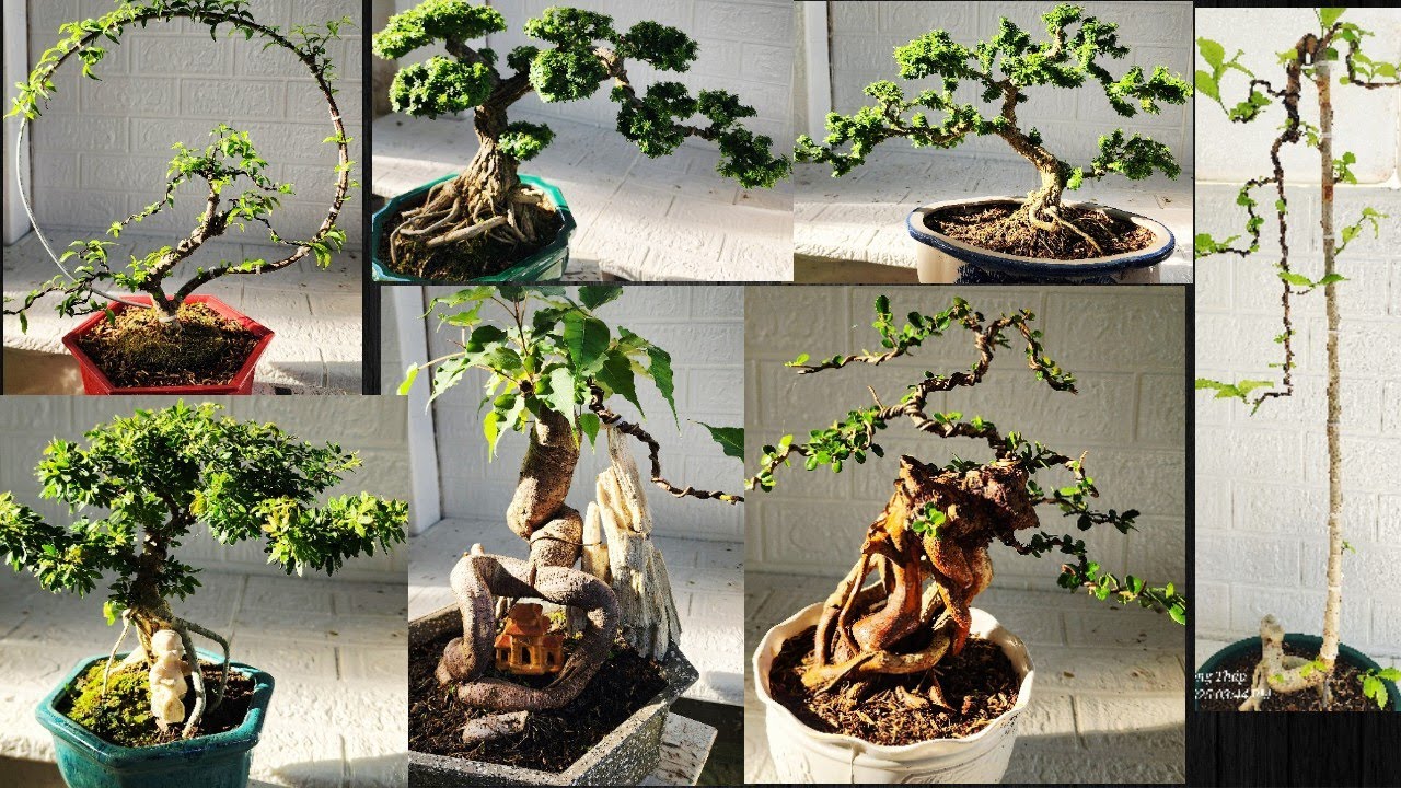 Clip 362, 26/12/2025. Bonsai mini, bonsai để bàn đẹp, giá bình dân.  Lh #0909110695  Viễn (Zalo). 