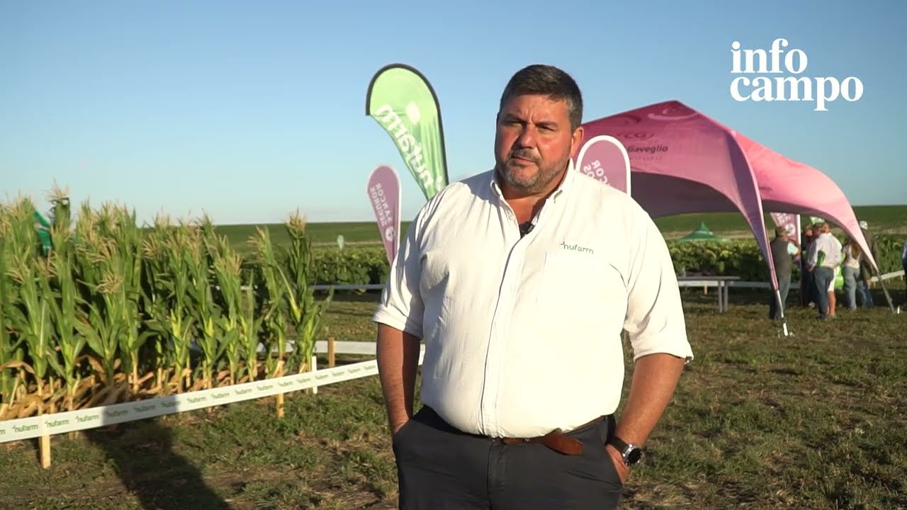 NUEVA COBERTURA EN GIRASOL: 