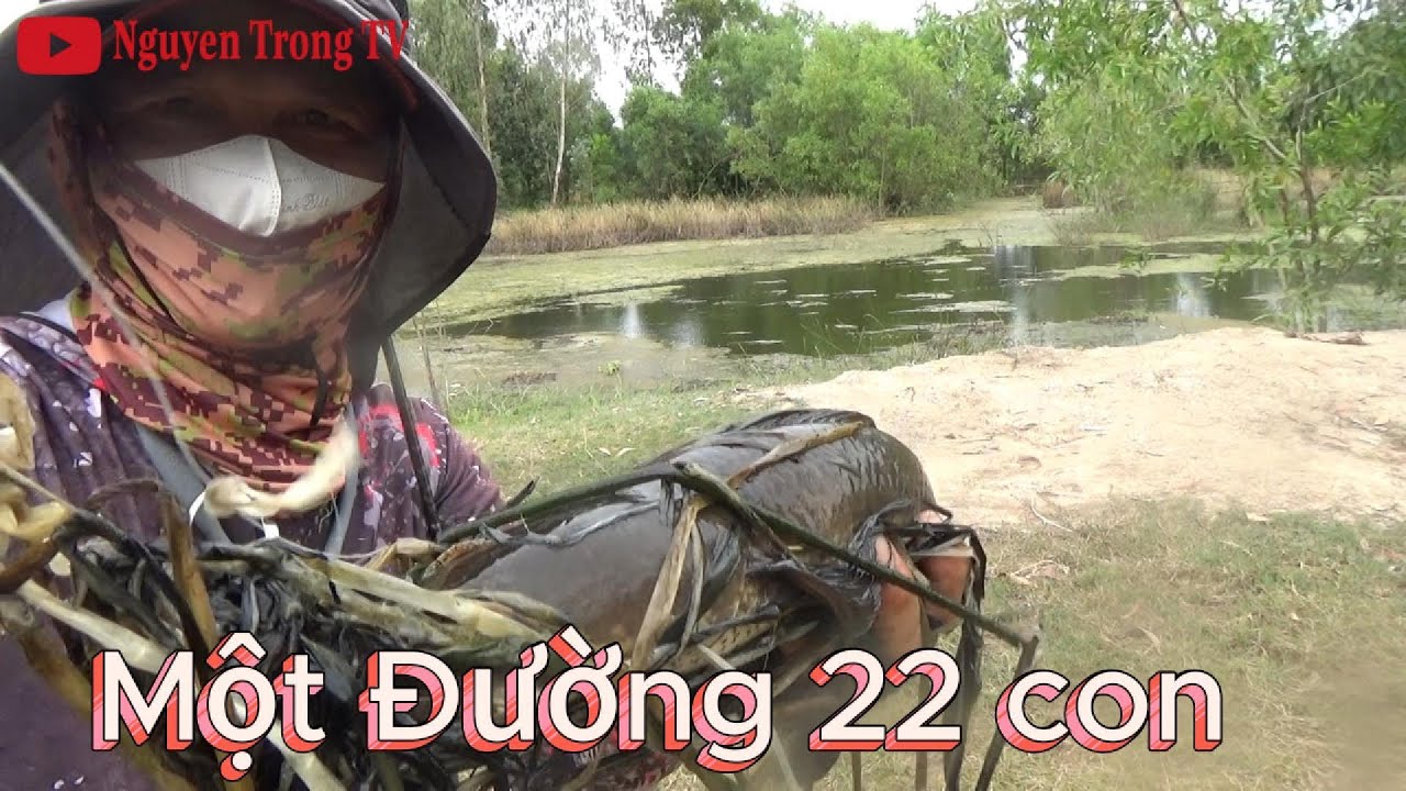 Câu cá lóc đụn bầy cá khủng một chỗ  22 con phần 1