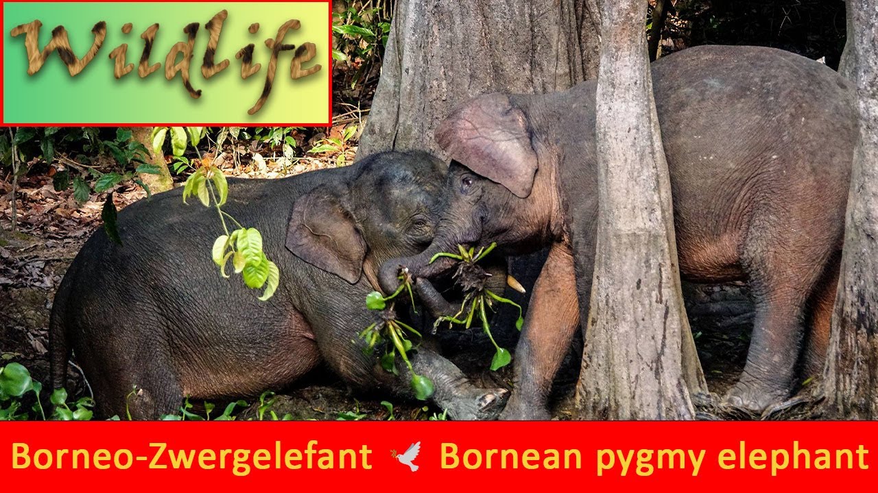 Bornean pygmy elephant (Elephas maximus borneensis) / Borneo-Zwergelefant /