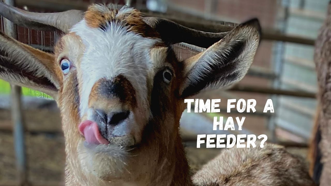 Turned My Junky Trailer Into A Hay Feeder!