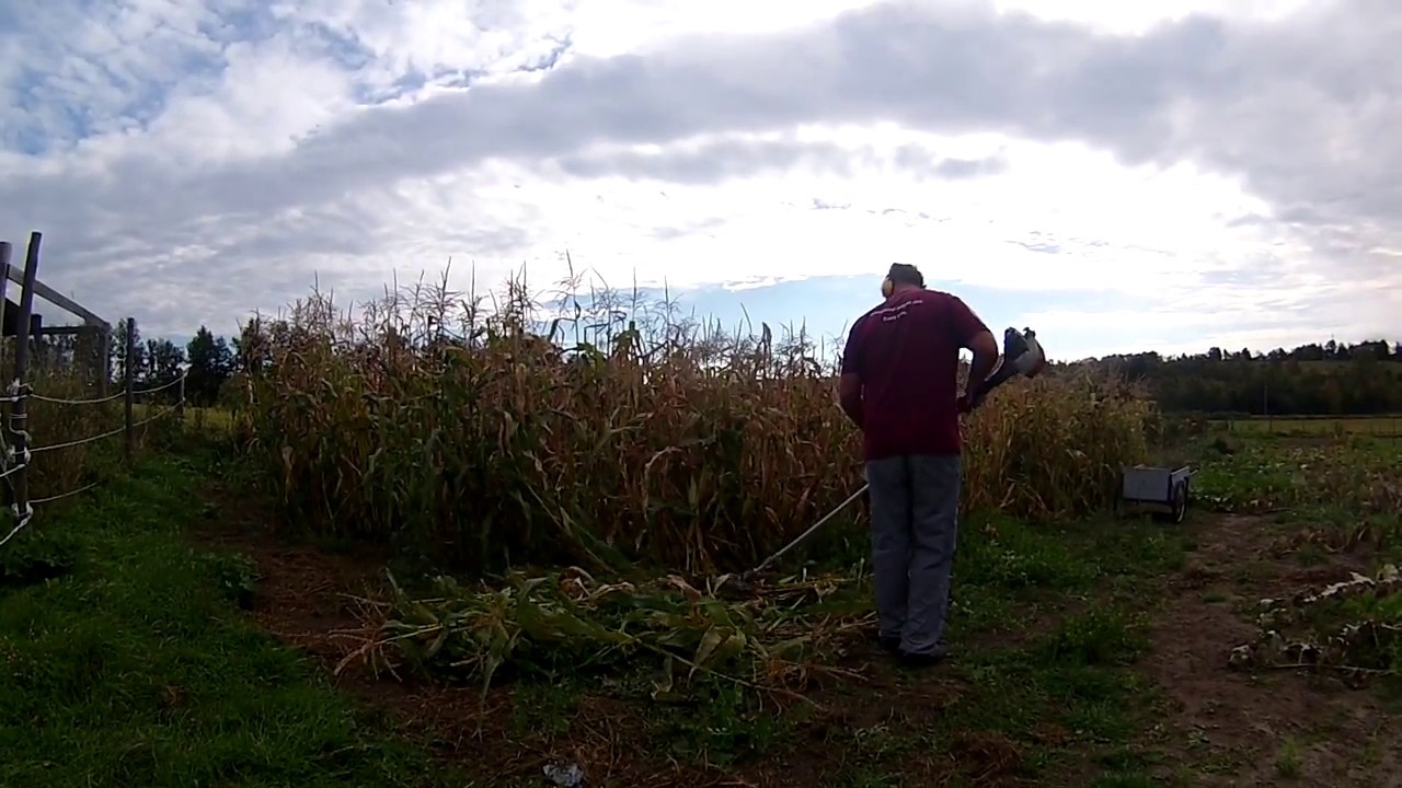 DS2400D With Hedge Trimmer knocking down corn stalks