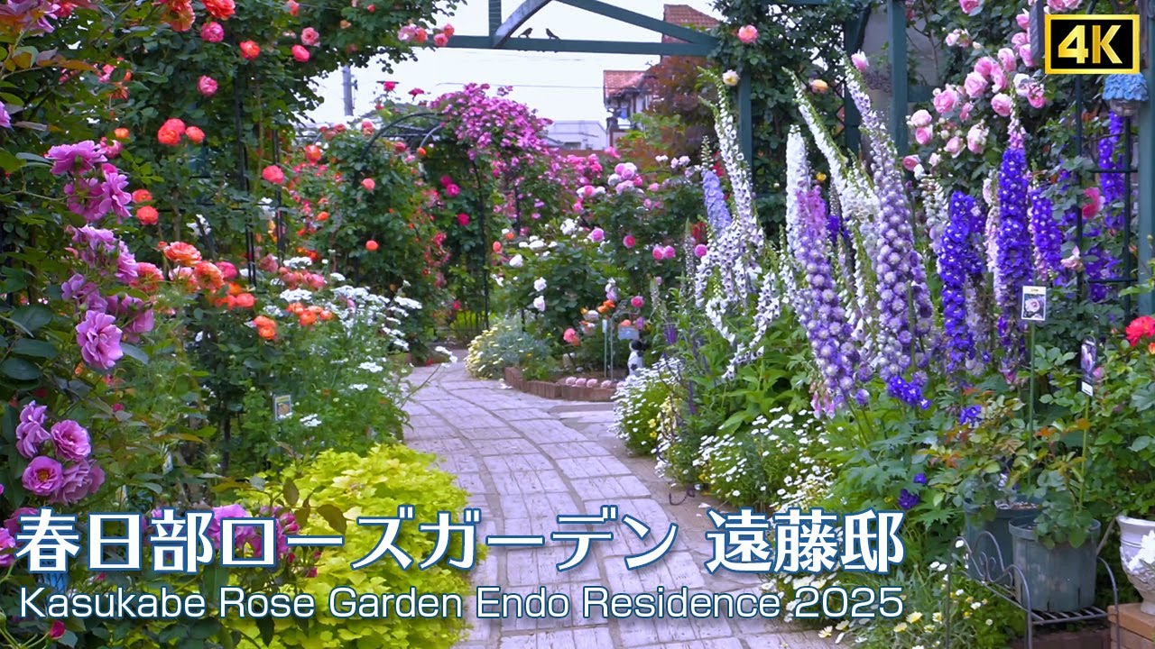 【オープンガーデン 2025】バラや草花が満開です！　遠藤庭 / Kasukabe Rose Garden Endo Residence 4K　#春日部ローズガーデン