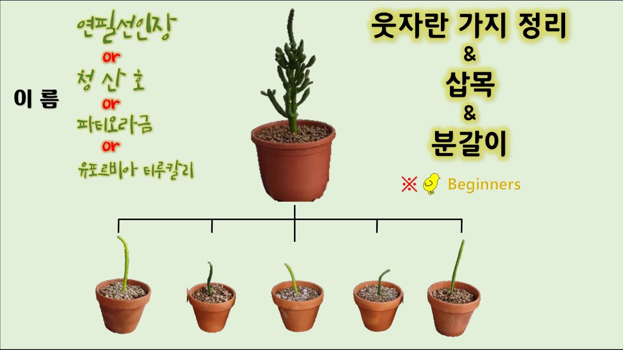 연필선인장,청산호,파티오라금-분갈이와 삽목번식