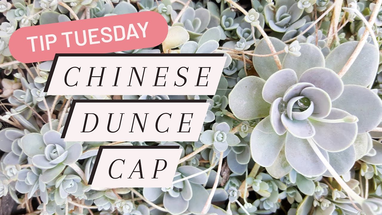 Tip Tuesday: Chinese Dunce Cap (Orostachys iwarenge var. boehmeri) 🌱