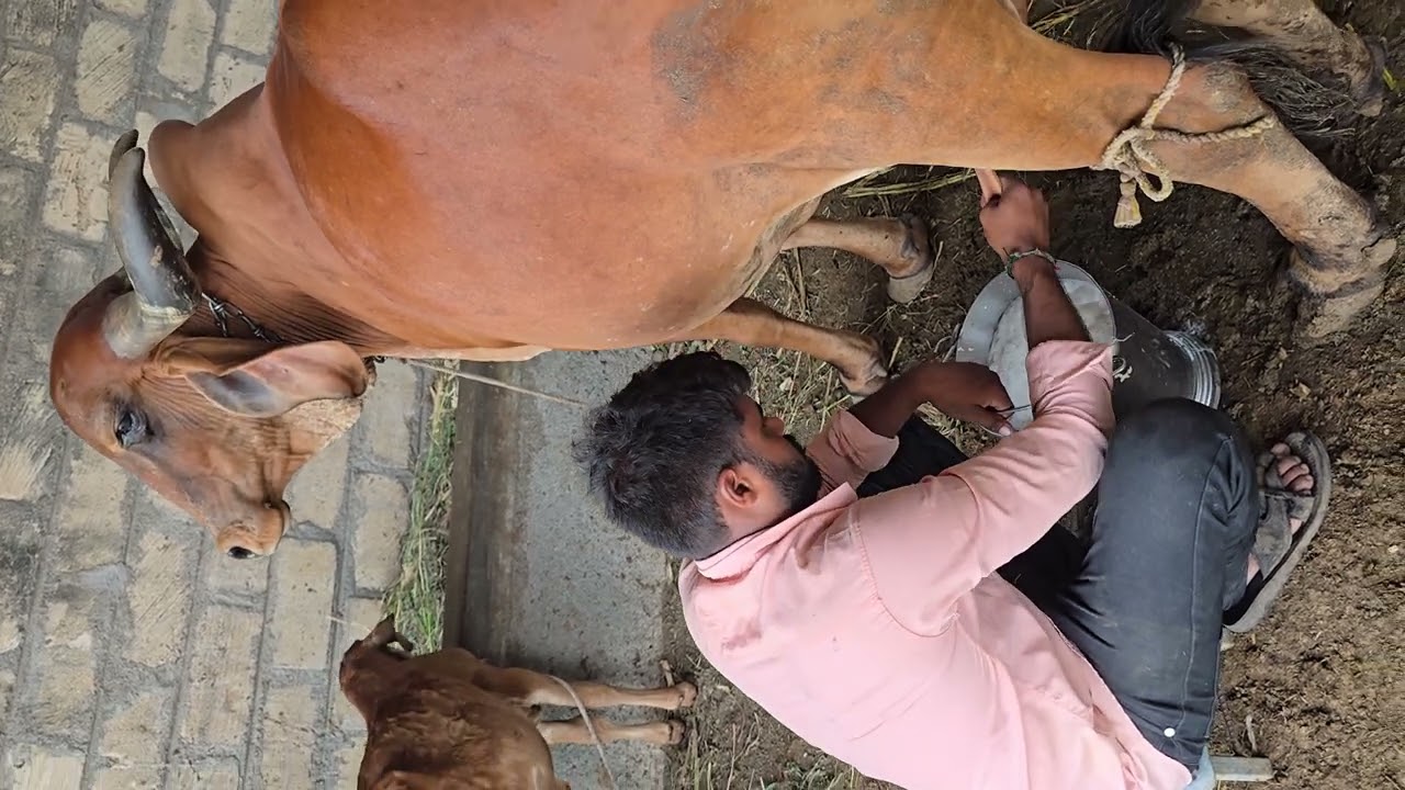 Original cow Milking sound #villagelife #cow #milking #bhaguda #mahuva #saurashtra #gujarat