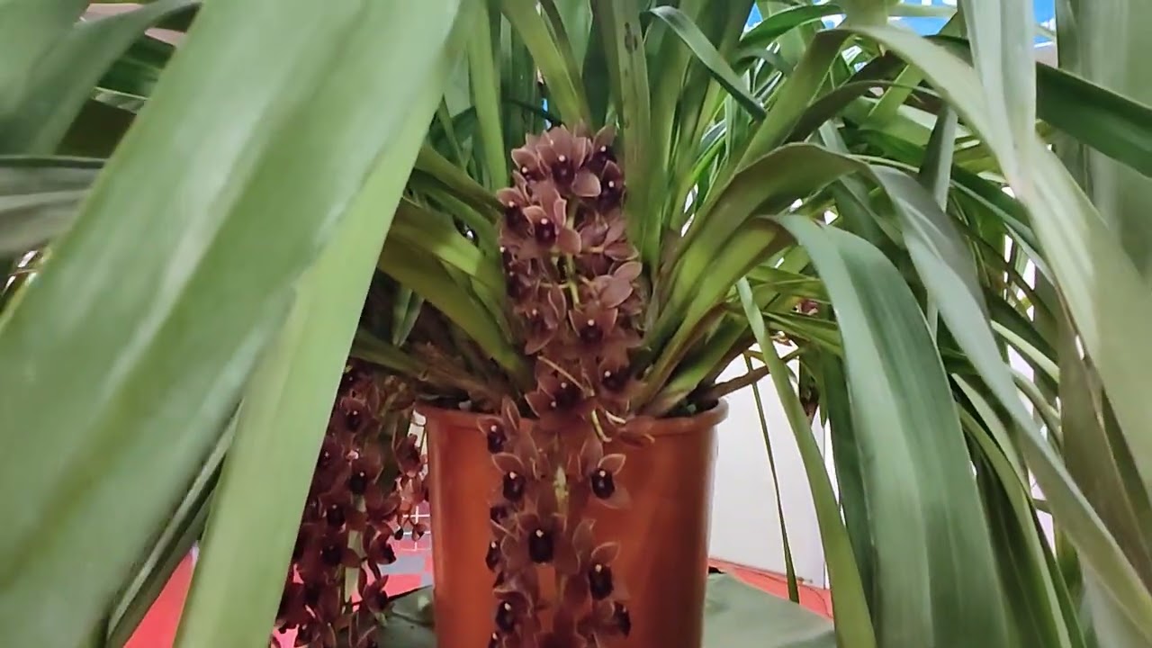Allestimento Orchidee a Breda di Piave