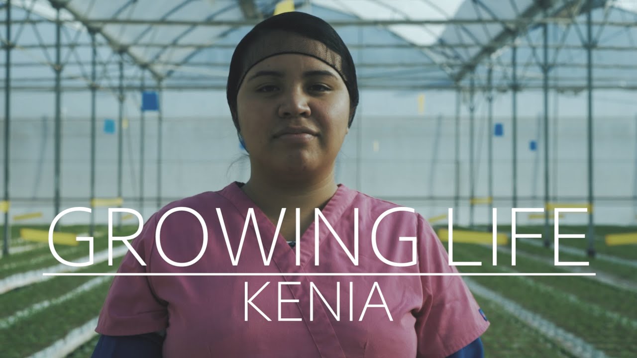 Kenia, Growing Life, Plantanova