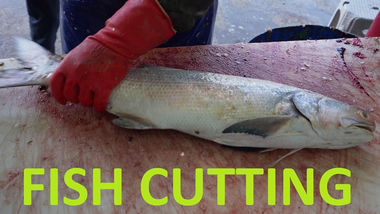 Fish Clean Fourfinger threadfin ( indian salmon )