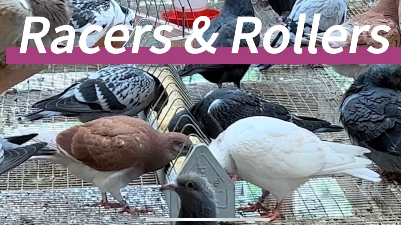 Birmingham roller pigeons flying & YB racing pigeon team