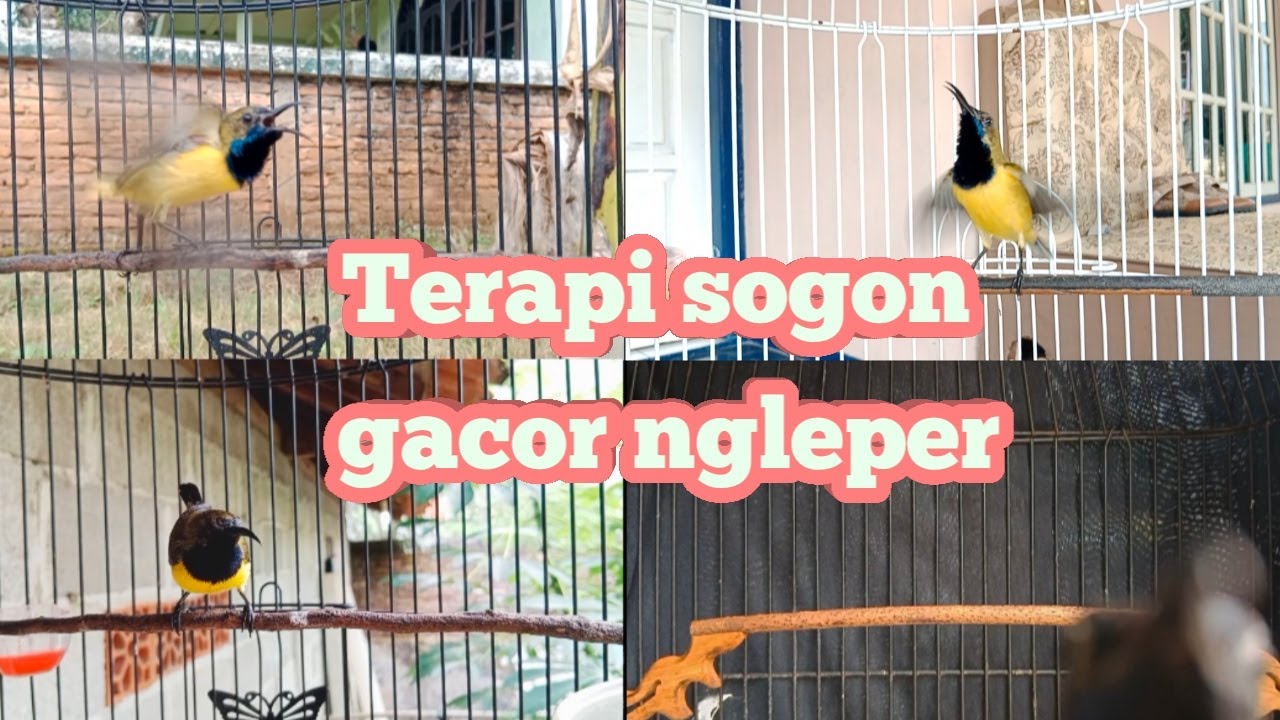 TERAPI PANCINGAN SUARA SOGON AGAR GACOR NGLEPER      #terapisogon #pancingansogon #sogongacorngleper