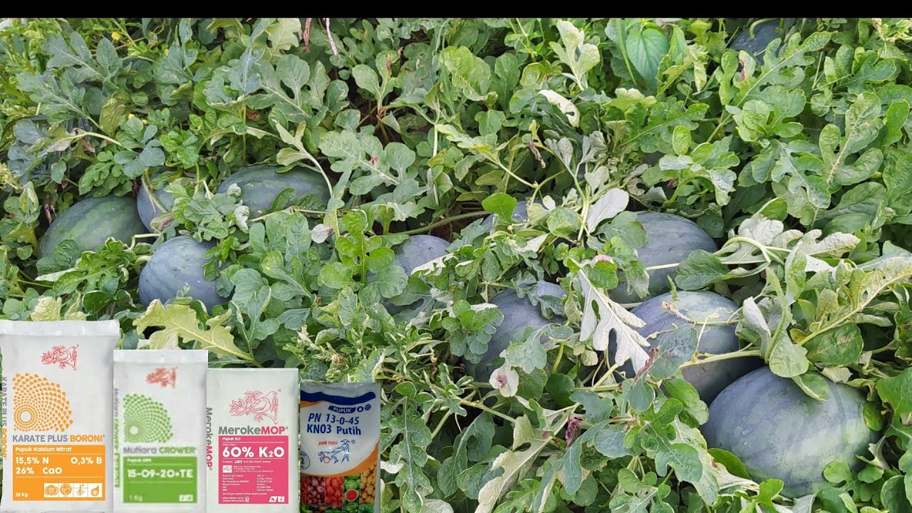 4 jenis PUPUK PEMBESAR BUAH SEMANGKA yang cocok di gunakan di indonesia