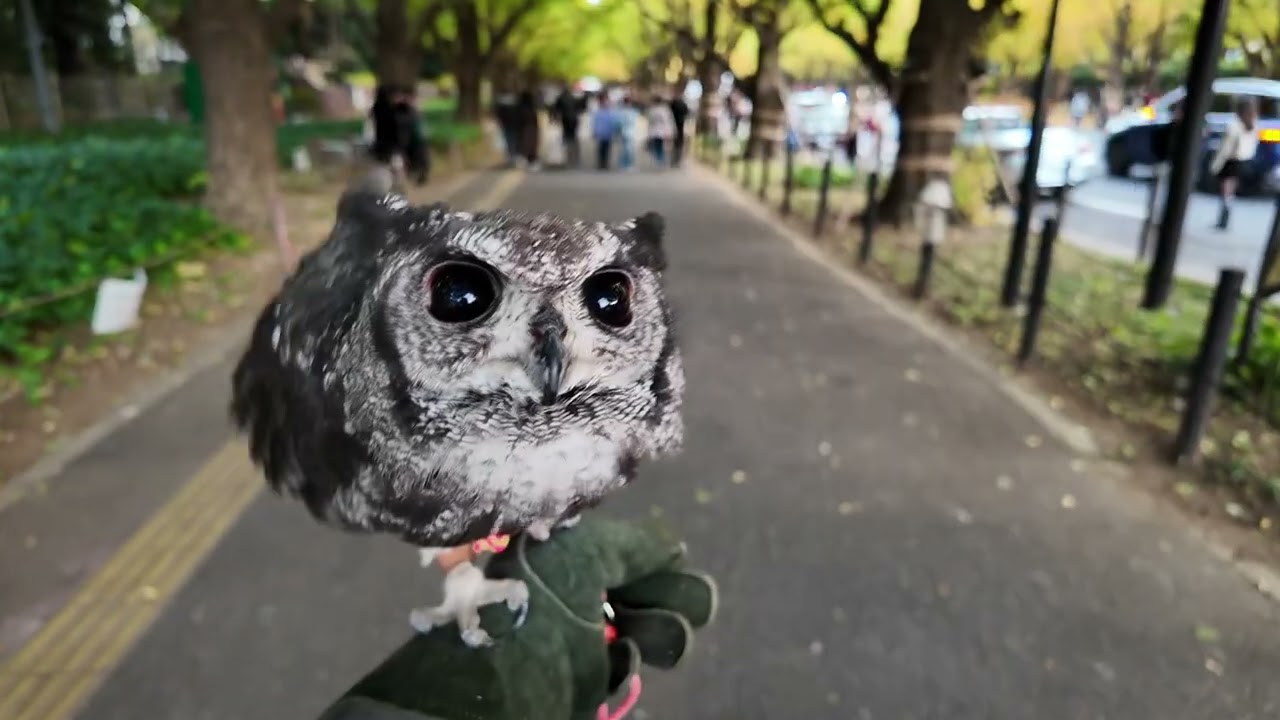 （ながら動画）Momoとお散歩　神宮外苑銀杏並木（秋） Long Version #フクロウ #owl #癒し #アビシニアンワシミミズク
