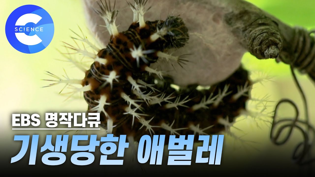 생존 경쟁이 치열한 곤충의 세계! 고치벌에게 기생당한 애벌레는 어떻게 될까?