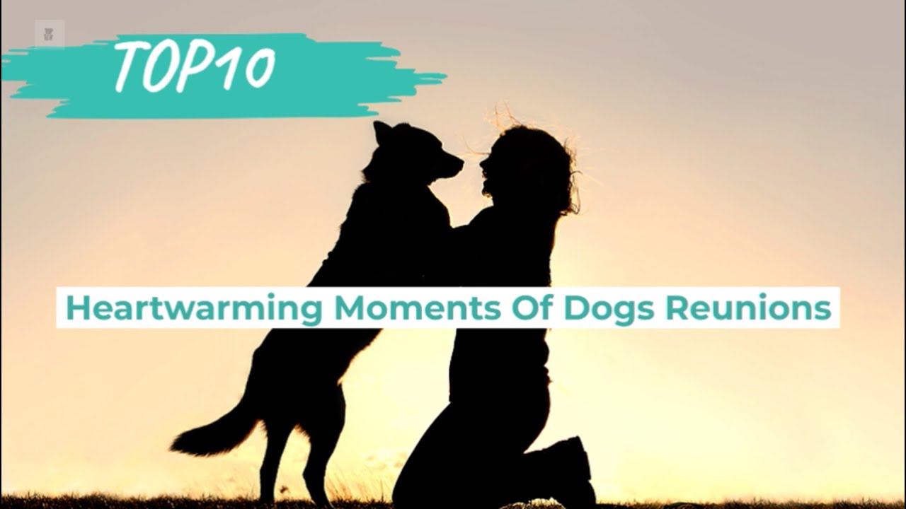 Heartwarming Reunions: 10 Moments of Pure Joy with Happy Dogs and Their Owners!