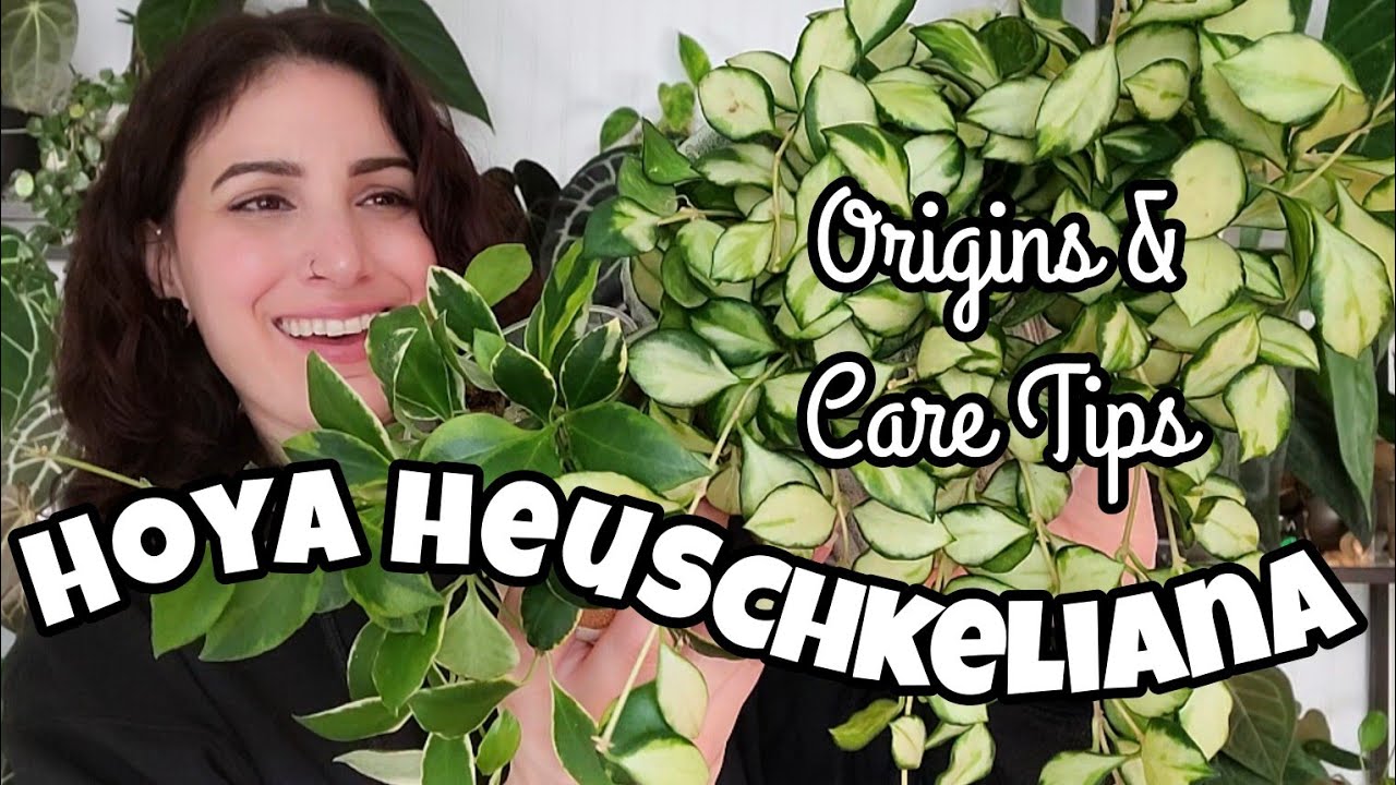 Hoya heuschkeliana Origins & Care Tips! 🌿 12 Days of Plantmas Day 6 🎄✨️