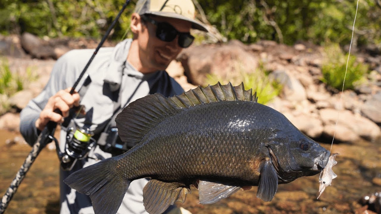 These Fish live in the Jungle! Remote Topwater Fishing