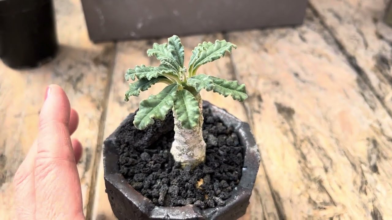 Rare succulent in handmade pot:  Dorstenia lavrani  😀👍🌴🌱💐❤️💚