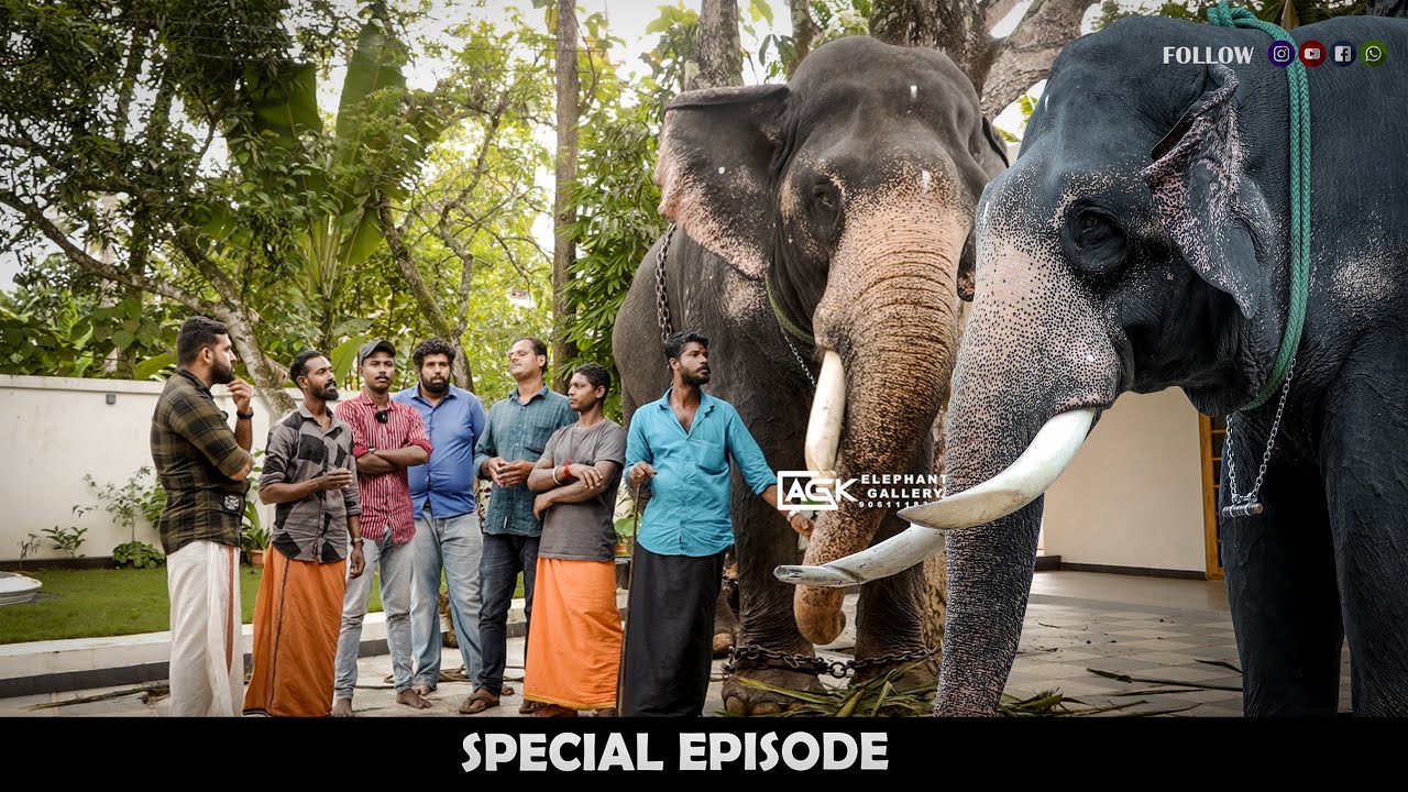 കൊമ്പിൽ പിടിച്ച് പടം എടുക്കാത്തതായിട്ട് ഇന്നിവടെ ആരും ഇല്ല I ശിവം ലക്ഷ്മി അയ്യപ്പൻ