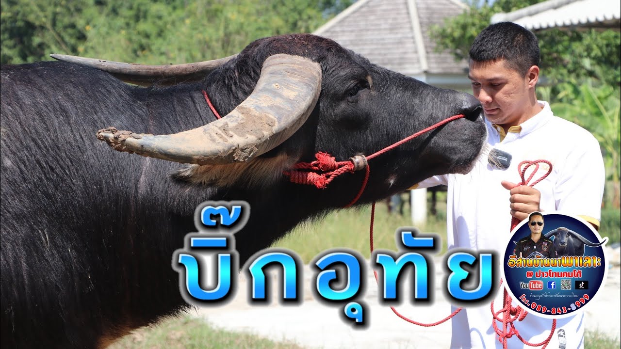 บิ๊กอุทัย💥จ้าวพันล้าน 💥มาชาฟาร์มอุทัยธานี เด็ด!!!EP.257