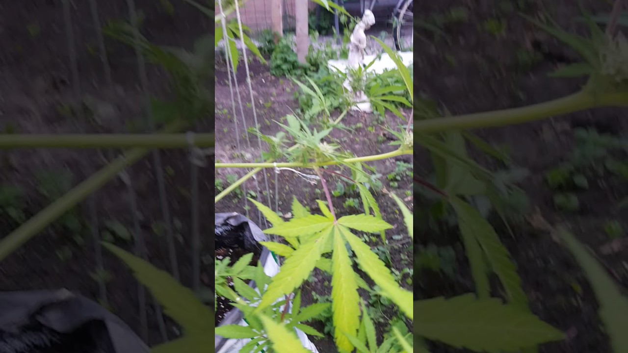 Vision seeds white widow auto day 46