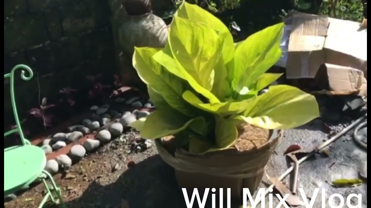 Philodendron Collection fix variety of plants,cactus, Anthurium 