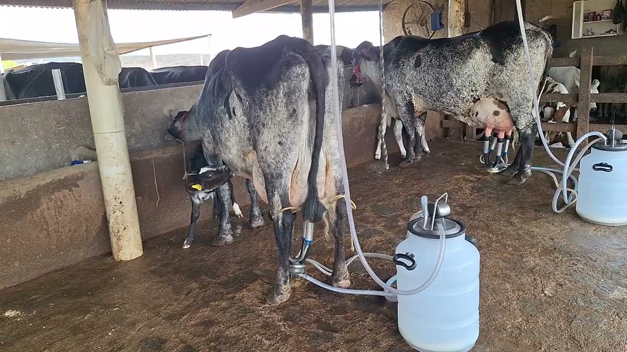 OFERTA DE DUAS VACAS GIROLANDA COM 35 KILOS.LOC.CARUARU-PE.PREÇO.21 MIL AS DUAS.WHATS.81999166314. 