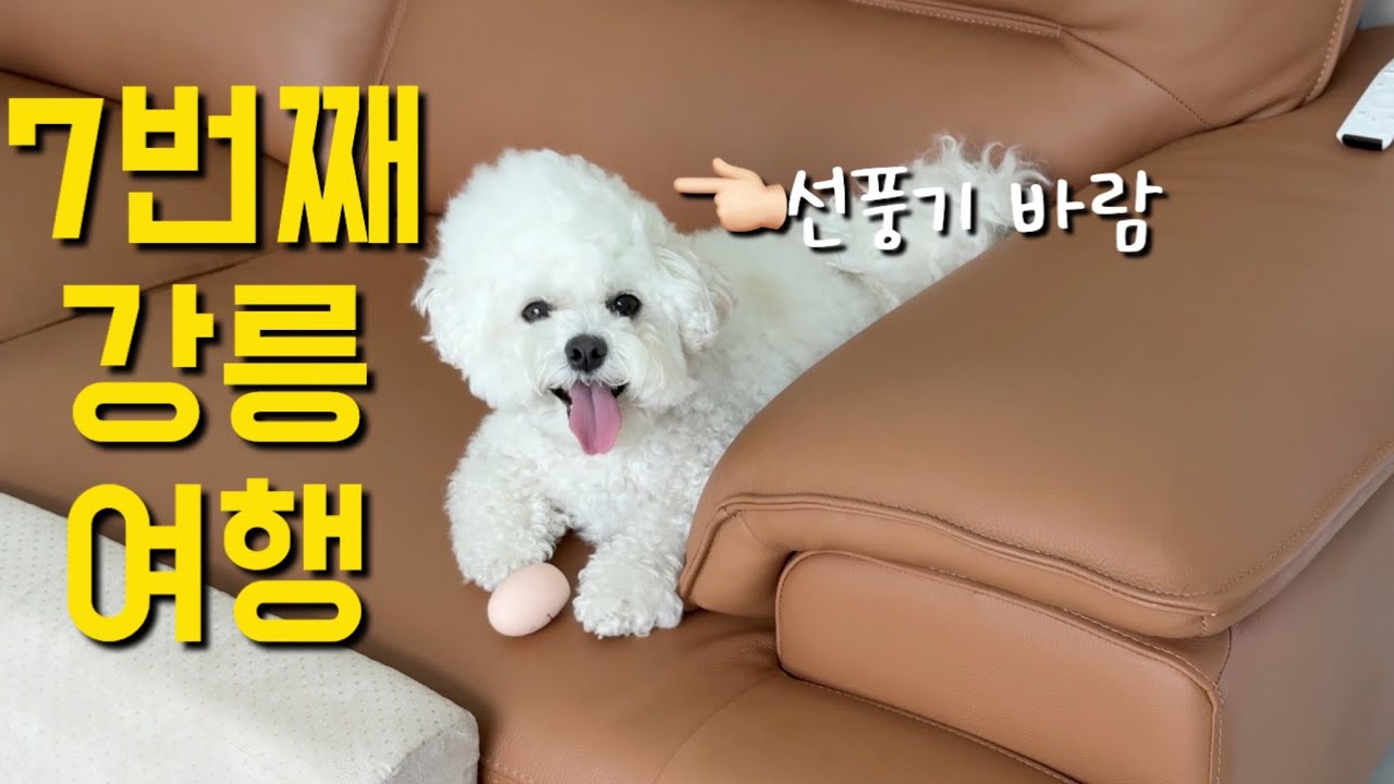 2살 강아지랑 7번째 강릉 여행⛱️강릉 애견동반 숙소, 맛집, 카페 추천 코스