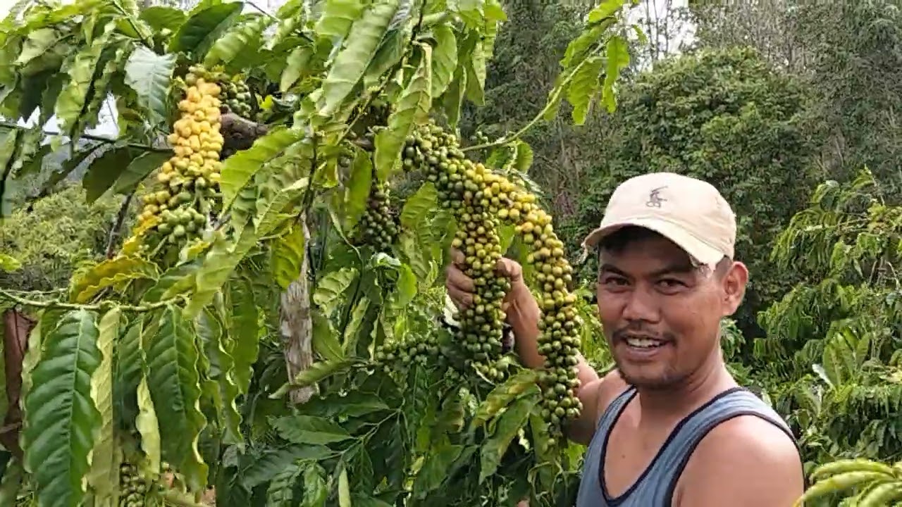 Bibit kopi klon shp