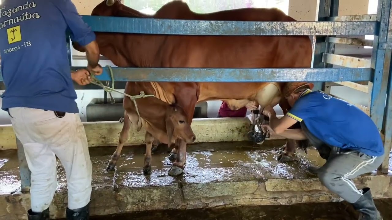 Vaca Sindi Leiteira Fazenda Carna&uacute;ba