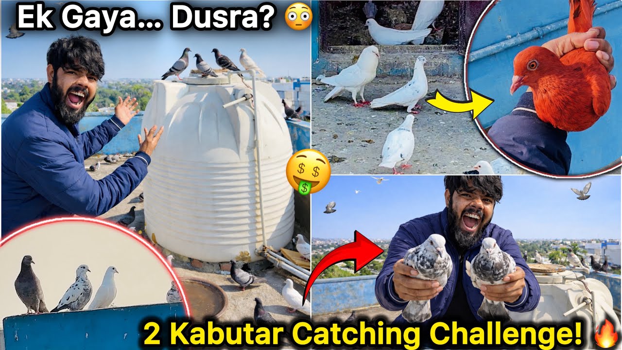 Ghar Par Aaye 2 Kabutar 😱 || Aaj Kitne Kabutar Pakad Paunga? 🙄