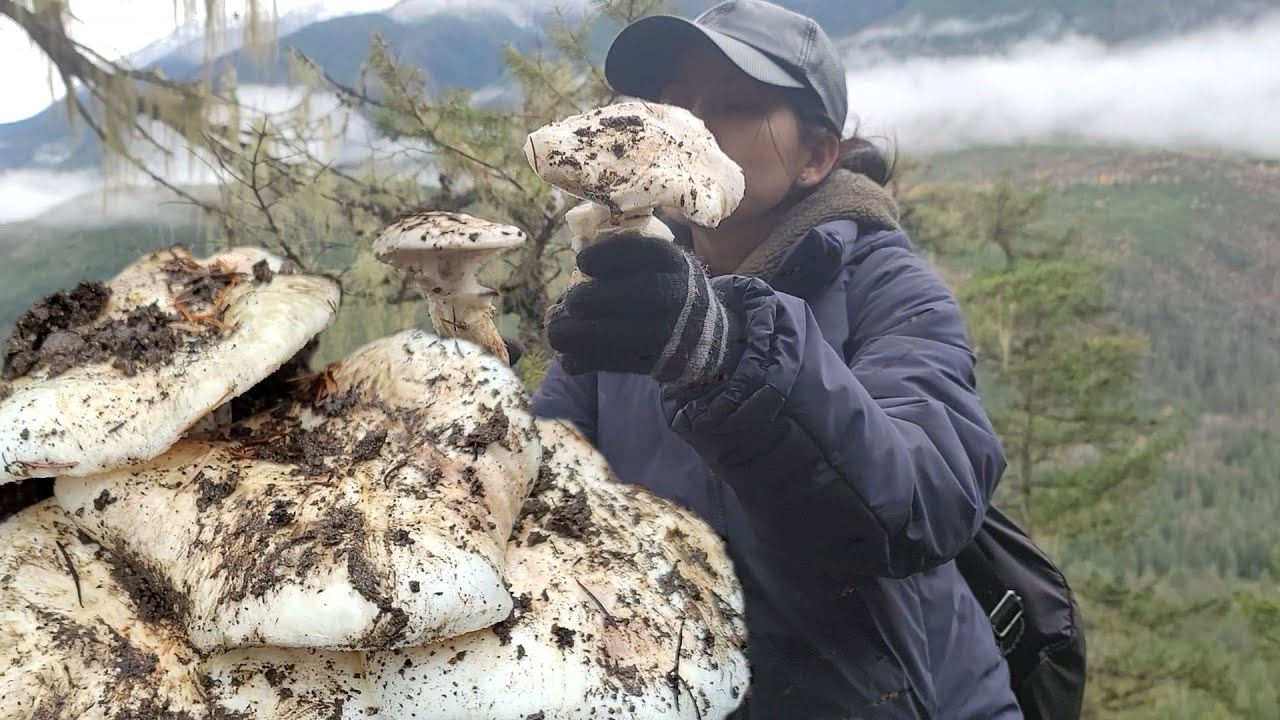 Mùa Nấm Rừng Lại Đến-PINE MUSHROOM  Picking- Nấm Ngon Nhất Nhì Thế Giới- Trúng Ổ Hái Mê
