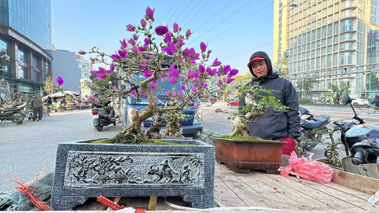 BONSAI ĐẸP ĐẤY - LƯƠNG LẠI HẾT TIỀN, BÁO GIÁ NHIỀU CÂY ĐẸP CHỢ VẠN PHÚC