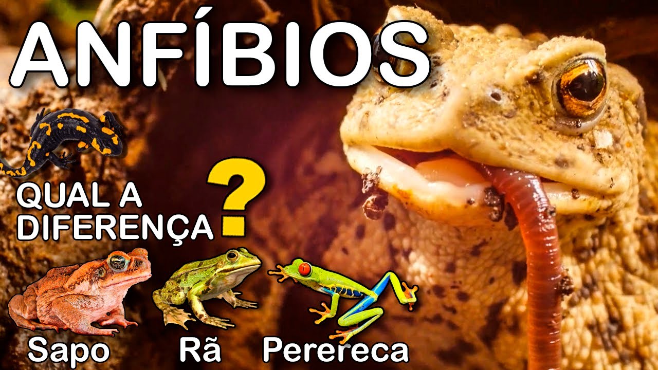 🐸 Do passado à atualidade: a evolução dos anfíbios e suas curiosas diferenças!