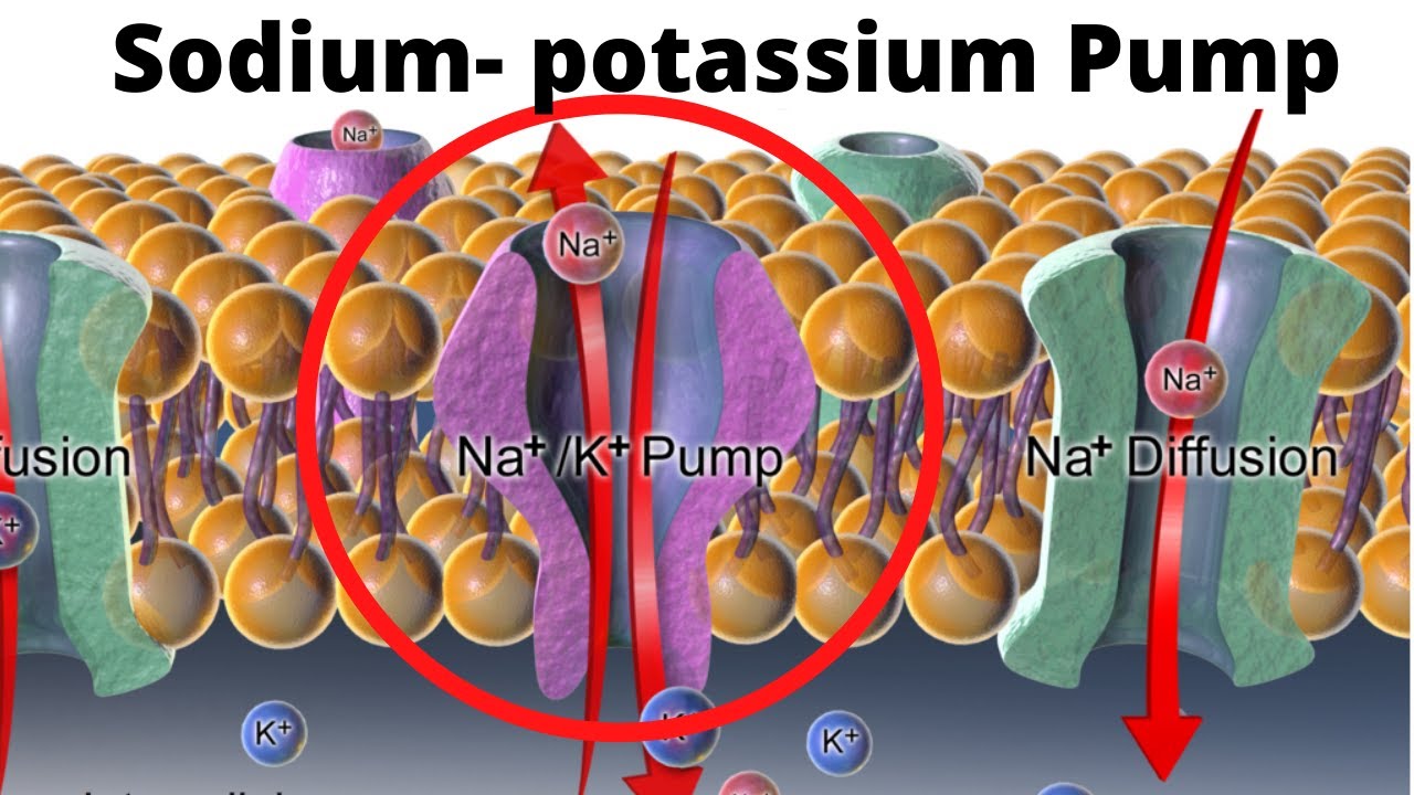 Sodium-Potassium Pump- How and Why