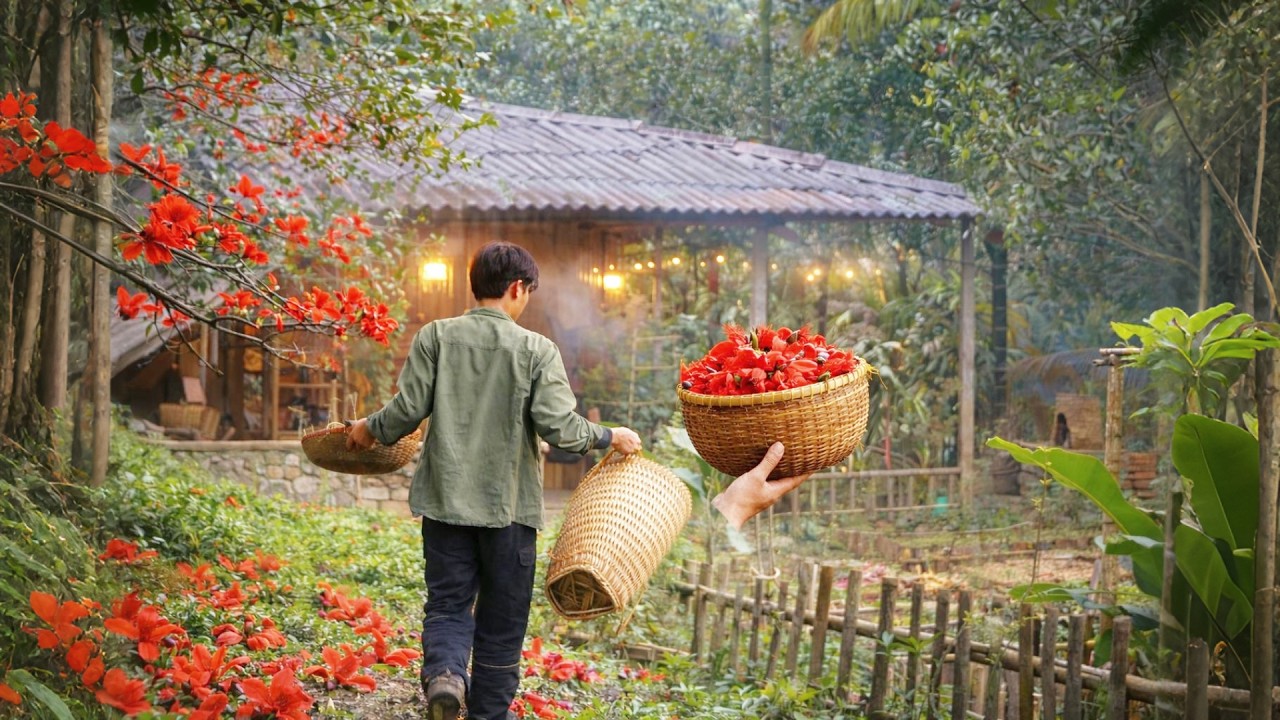 Red Silk Cotton Flower Season – Harvesting a Blossom That Blooms Only Once a Year