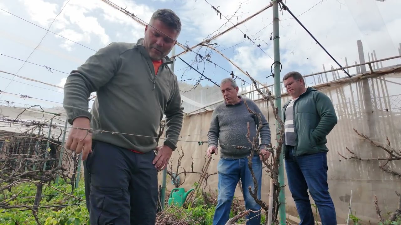 NOTICIA  ASESORAMIENTO MUNICIPAL A LOS VITICULTORES 04 03 26