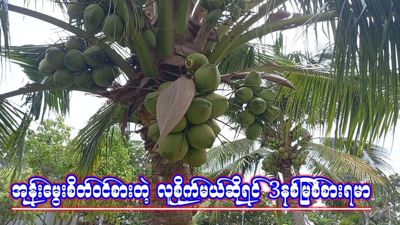 အုန္းေမြးစိတ္ဝင္စားတ့ဲ လူစိုက္မယ္ဆိုရင္ 3ႏွစ္ျမစ္စားရမာ စိုက္ပ်ိဳးေရး(ကရင္သား)poe Karen အားေပးပါေနာ္