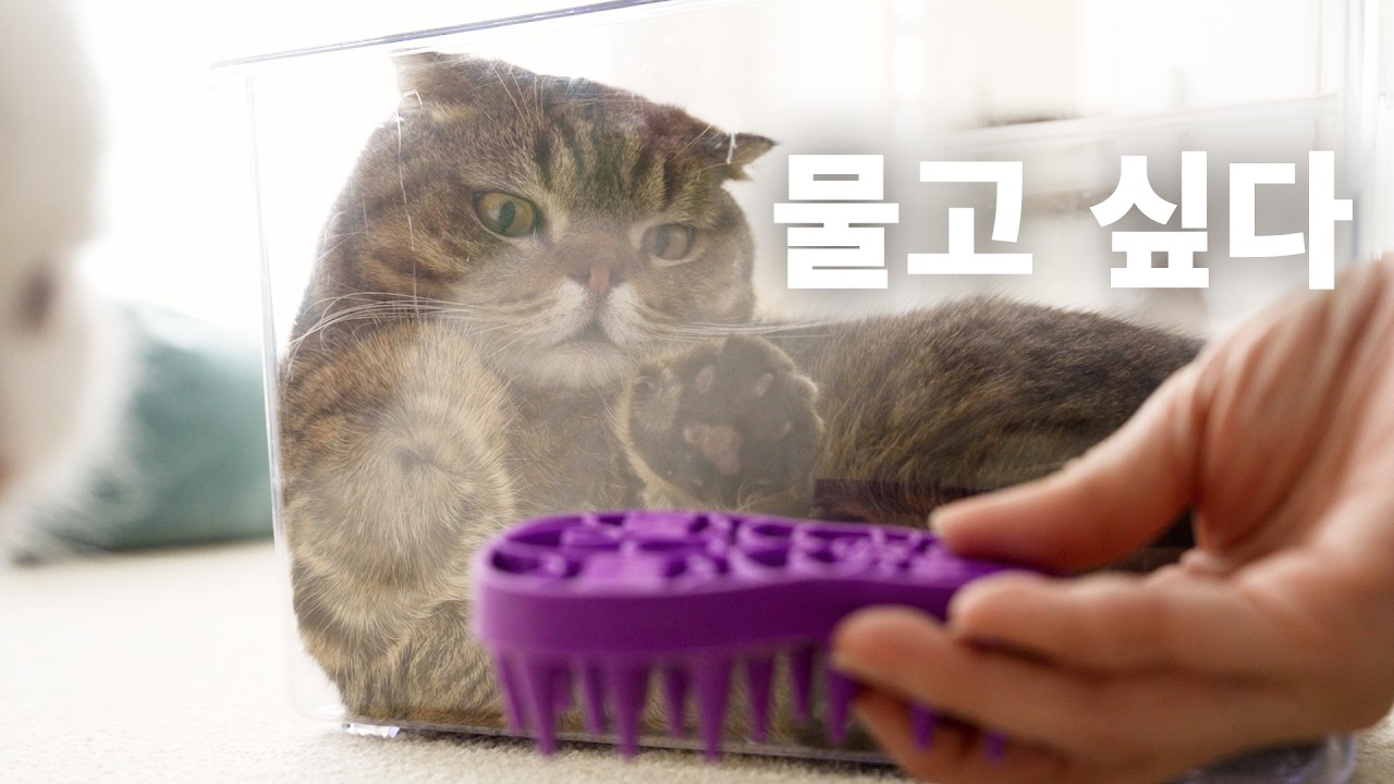 루루만 졸졸 따라다니는 집착 고양이