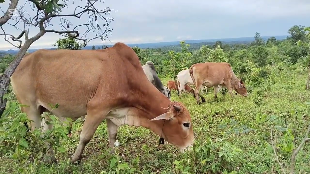 10 families of cows herd.