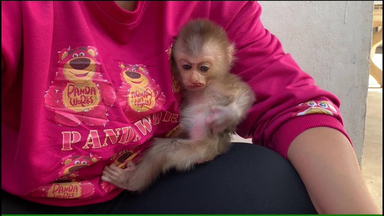 Baby monkey follow mom washing his towel