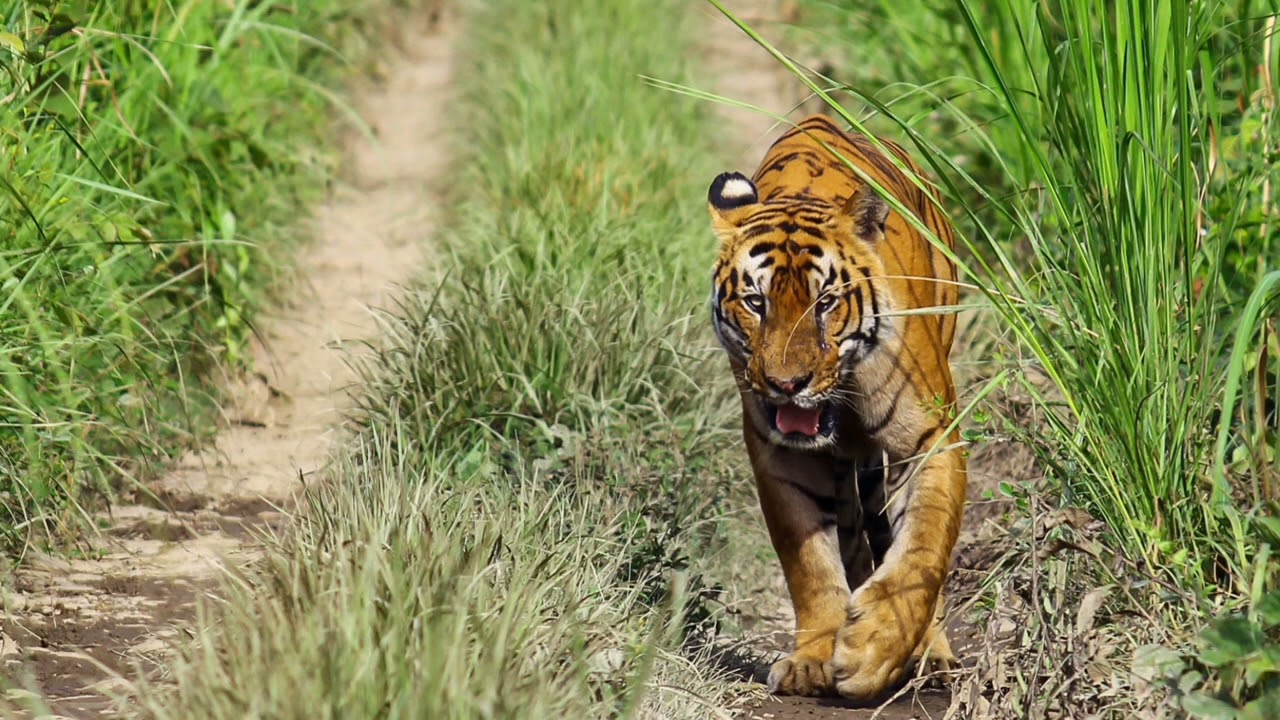 Bengal tiger #chitwan #tiger #bengaltiger #widlife #beautyofnature #wildtiger