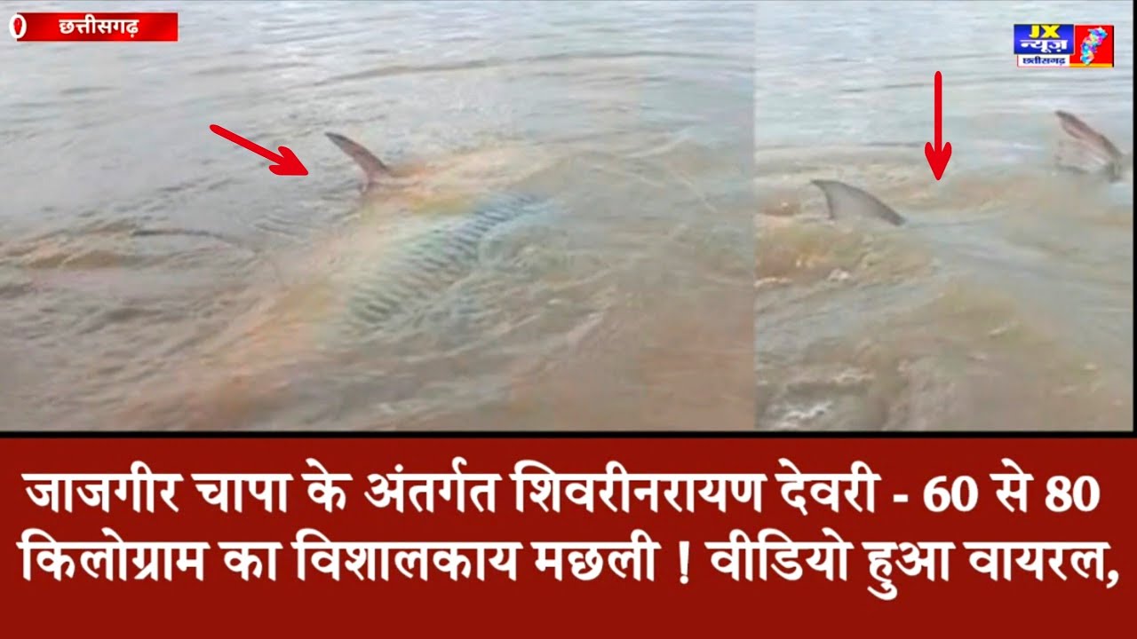 जाजगीर चापा के अंतर्गत शिवरीनरायण देवरी -60 से 80 किलोग्राम का विशालकाय मछली ! वीडियो हुआ वायरल,