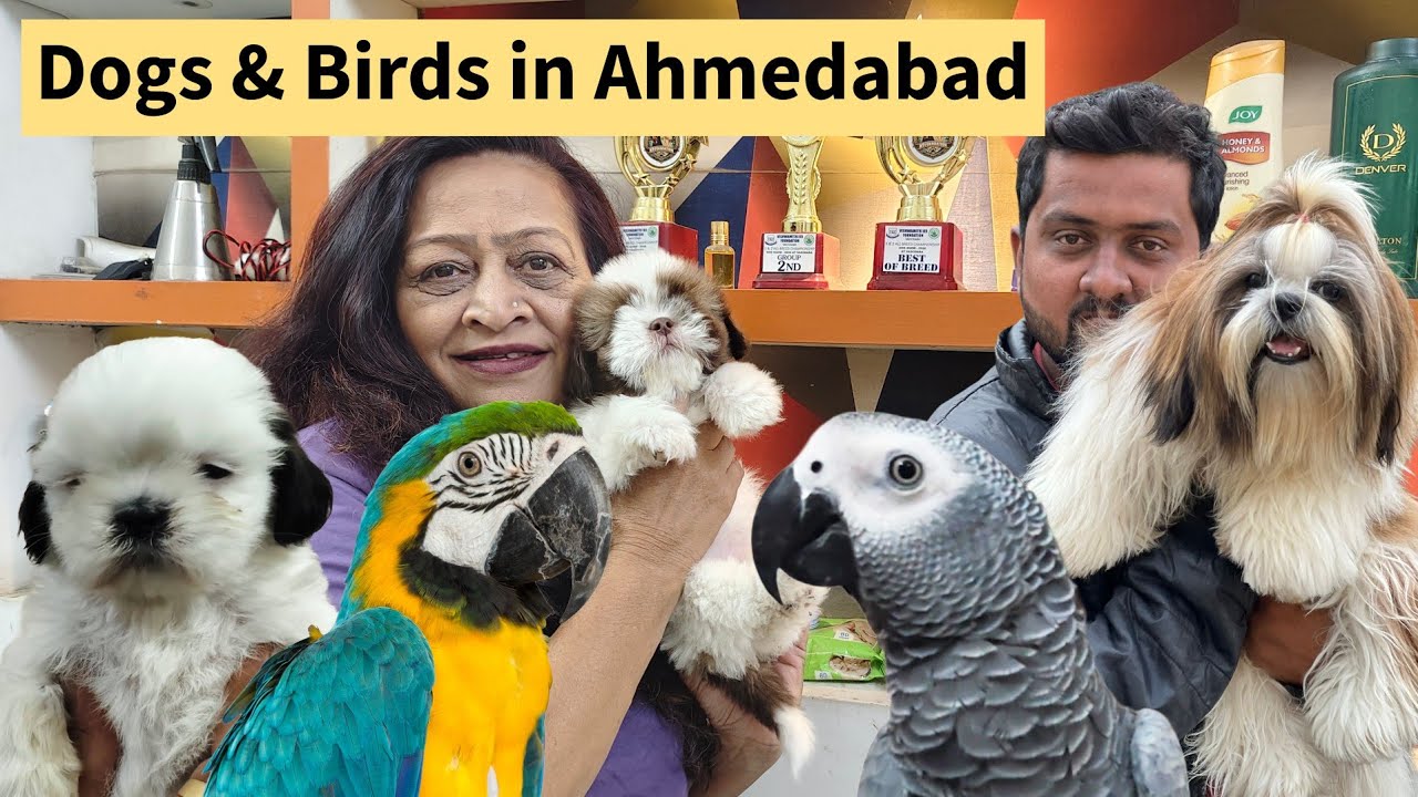 Shih Tzu Puppies Price in Ahmedabad | Dogs and Birds in Paladi Ahmedabad